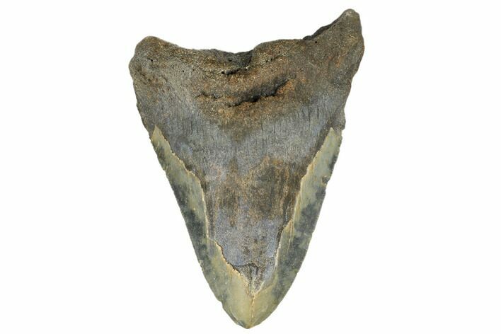 Bargain, Fossil Megalodon Tooth - North Carolina #183320